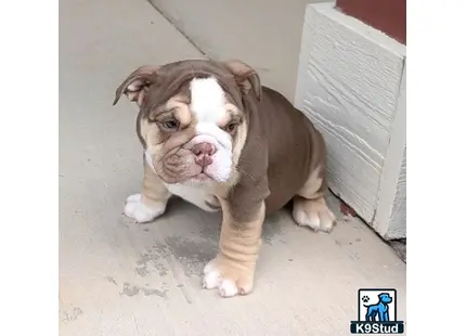 a english bulldog puppy standing on a carpet