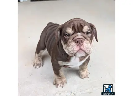 a english bulldog puppy sitting on the ground
