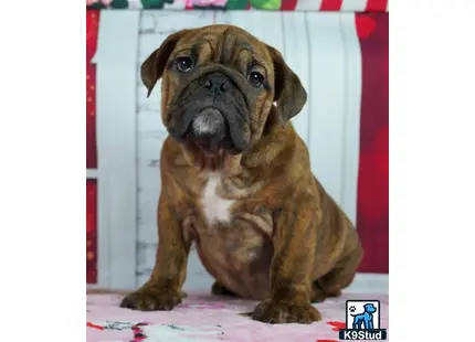 a english bulldog dog sitting on a carpet