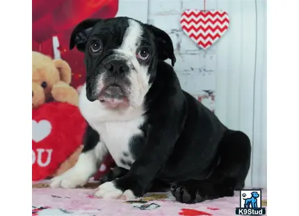 a english bulldog dog sitting on a bed