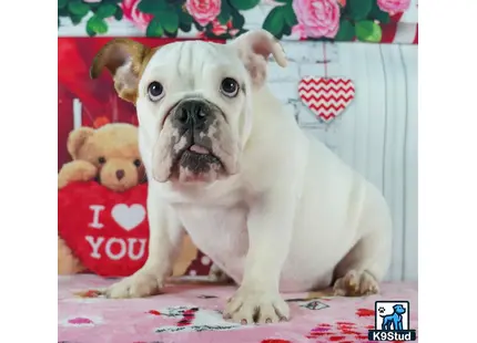 a english bulldog dog sitting on a bed