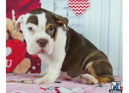 a english bulldog dog lying on a bed