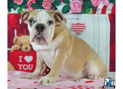 a english bulldog dog with a teddy bear