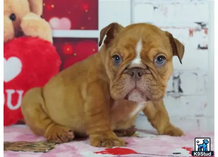 a english bulldog puppy sitting on a bed