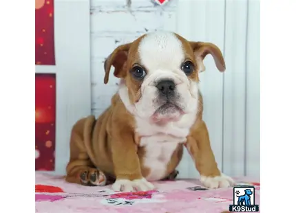 a english bulldog dog sitting on a bed
