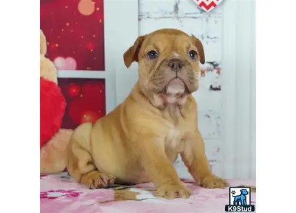 a english bulldog dog sitting on a bed