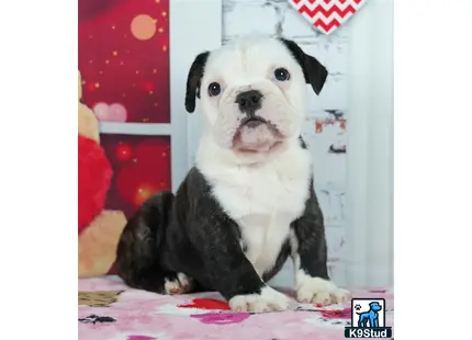 a english bulldog dog sitting on a blanket