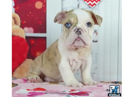 a english bulldog dog sitting on a blanket