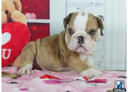 a english bulldog puppy sitting on a bed