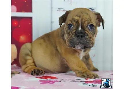 a english bulldog puppy sitting on a bed