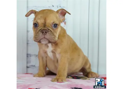 a small brown english bulldog dog