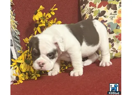 a english bulldog puppy standing on a red surface