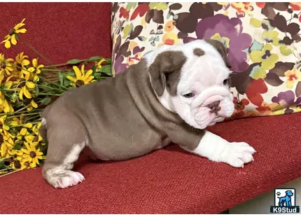 a english bulldog dog lying on a couch