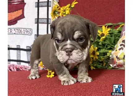 a english bulldog puppy with a flower crown