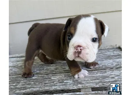 a small english bulldog puppy with a white face
