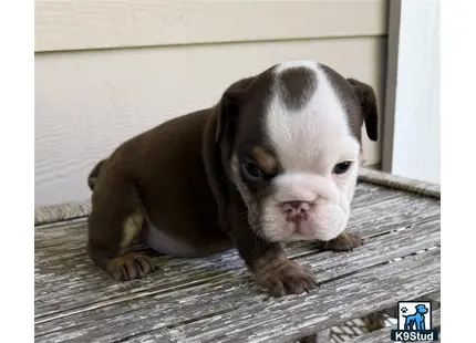 a english bulldog puppy lying on a wood surface