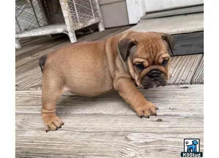 a english bulldog dog lying on a wood floor