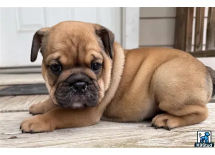 a english bulldog dog lying on the floor