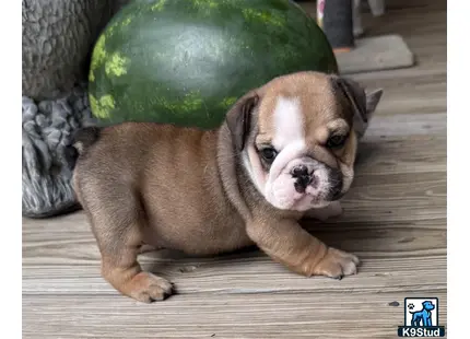 a english bulldog dog lying on a wood floor next to a watermelon