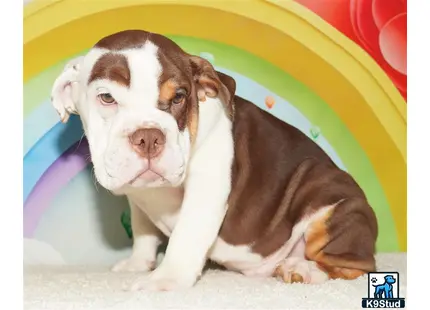 a english bulldog dog lying on the ground