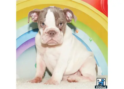 a english bulldog puppy sitting on the ground
