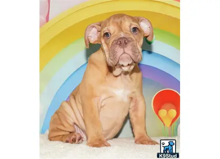 a english bulldog dog sitting on a blanket