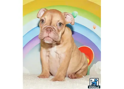 a english bulldog dog sitting on a blanket