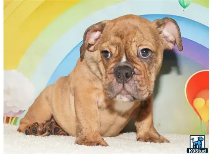 a english bulldog puppy sitting on a carpet