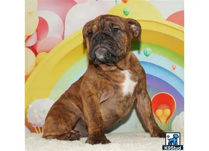a english bulldog dog sitting on a carpet