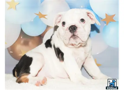 a english bulldog dog lying on a blanket
