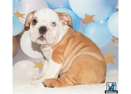 a english bulldog dog lying on a bed