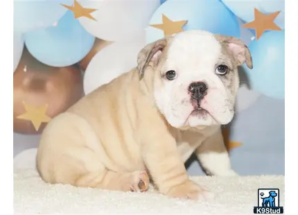 a english bulldog puppy sitting on a blanket
