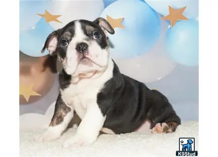 English Bulldog