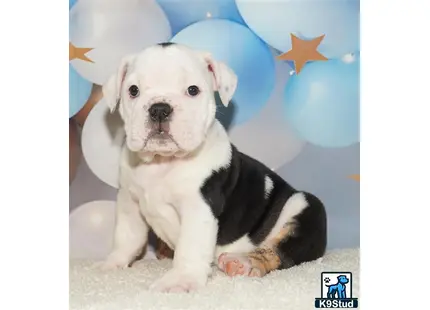 English Bulldog