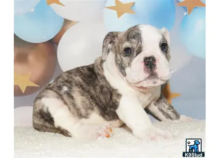 a english bulldog puppy with a white and brown english bulldog puppy