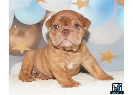 English Bulldog
