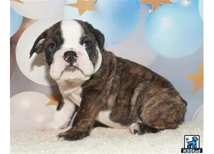 a english bulldog puppy sitting on the floor