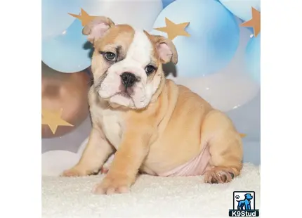 a english bulldog dog sitting on the ground