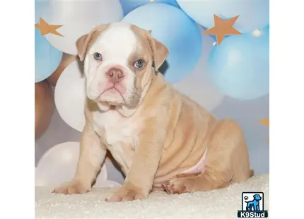 English Bulldog