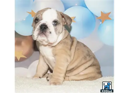 English Bulldog