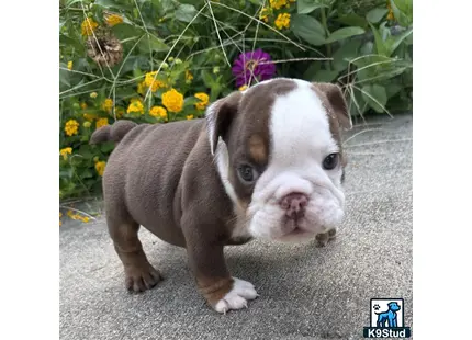 a english bulldog dog standing outside