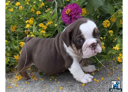 a english bulldog dog sitting in a field of flowers