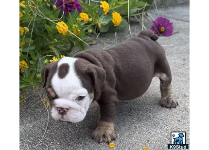 a english bulldog puppy standing on a rock