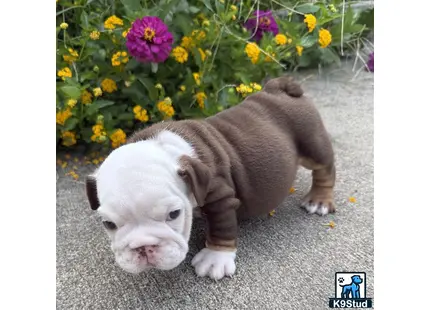 a english bulldog puppy standing on a flower bed