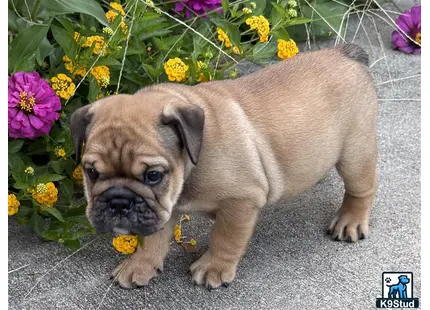 a english bulldog puppy lying on a flower bed