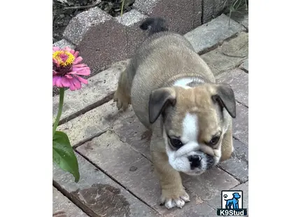 a english bulldog dog lying on a stone surface