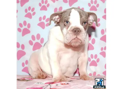 a english bulldog dog sitting on a bed