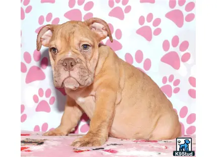 a english bulldog dog sitting on a bed