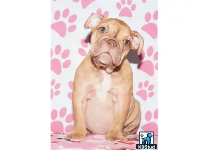 a english bulldog dog sitting on a pink blanket