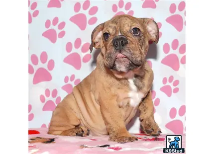 a english bulldog dog sitting on a bed